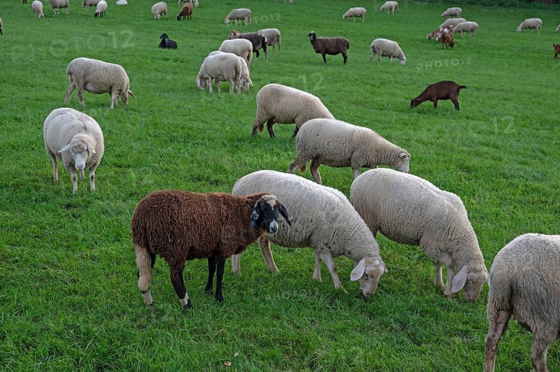 Flock of sheep (Ovis gmelini aries) grazing in a meadow, Beerbach, Middle Franconia, Bavaria, Germany