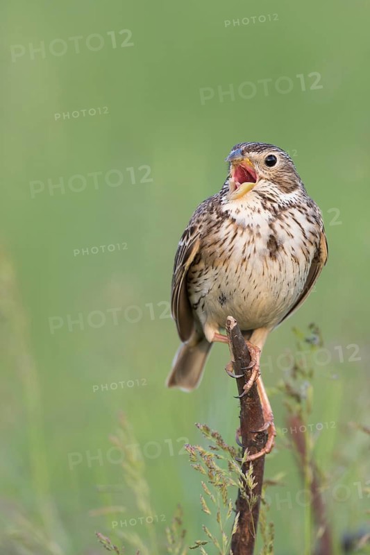 Corn Bunting - Grauammer - Miliaria calandra ssp. calandra, Hungary, adult