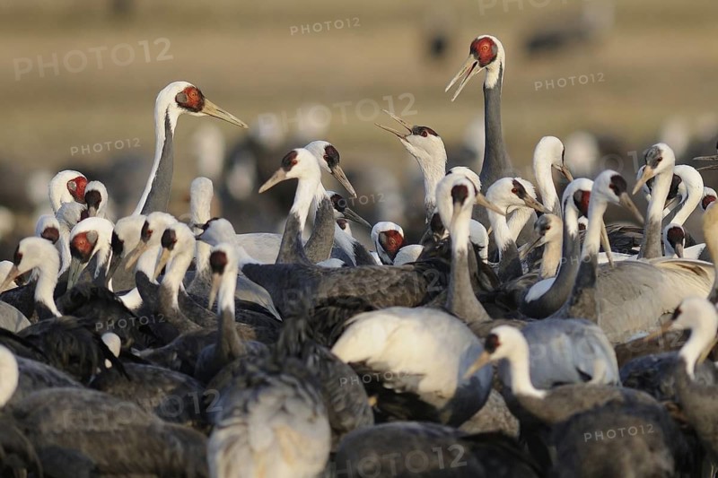 White-naped Crane (Antigone vipio), Arasaki, Japan