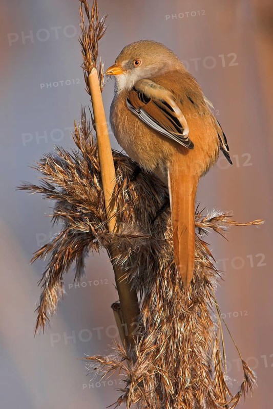 Bearded Reedling (Panurus biarmicus) female, Rhineland-Palatinate, Germany