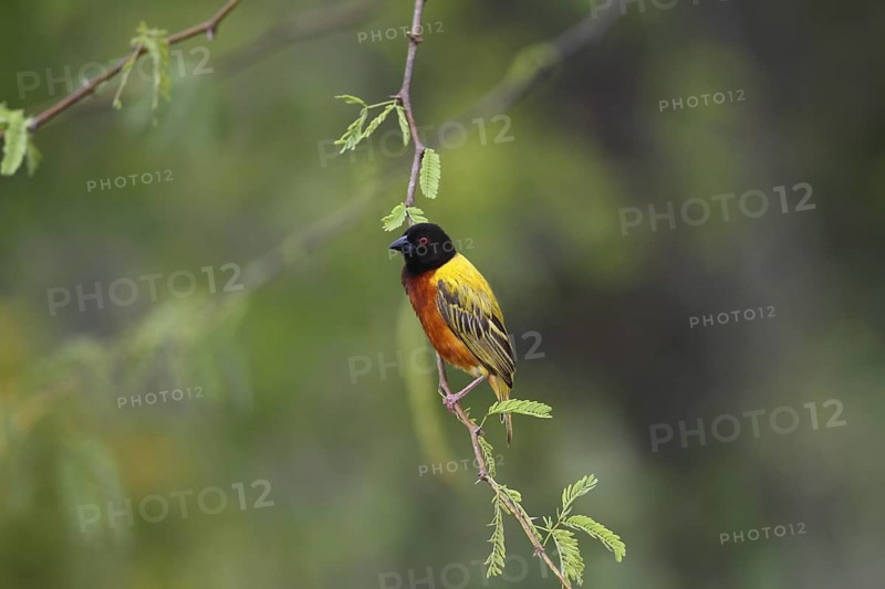 Golden-backed Weaver (Ploceus jacksoni) male, Lake Baringo, Kenya