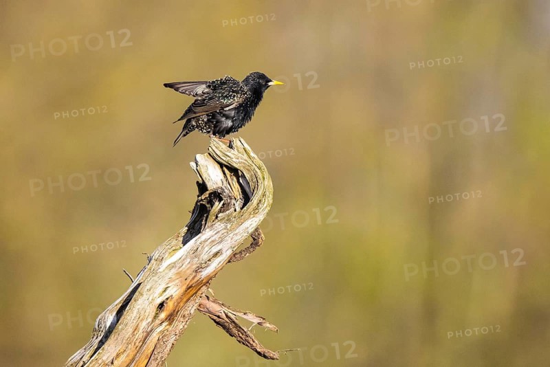 Common Starling (Sturnus vulgaris), North Rhine-Westphalia, Germany
