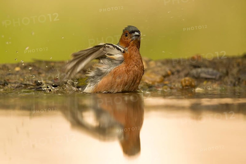 Common Chaffinch (Fringilla coelebs) male bathing at waterhole, Serbia