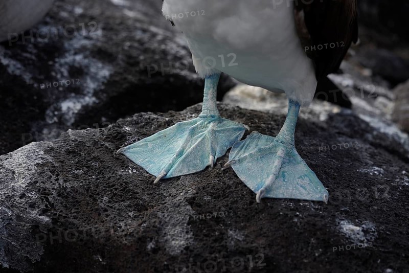 Detailed view of a cropped blue-footed booby's distinctive turquoise feet against the rough texture of a volcanic rock in Galapagos, Ecuador