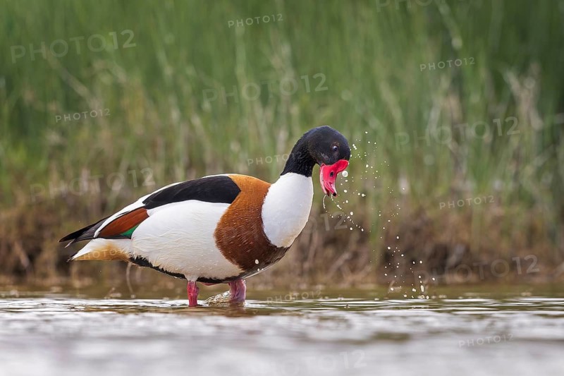 Common Shelduck (Tadorna tadorna) male, Spain
