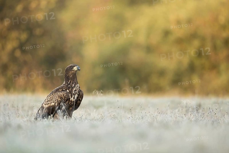 White-tailed Eagle (Haliaeetus albicilla) juvenile, Poland