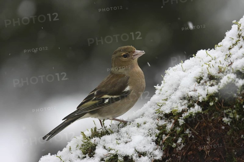 Common Chaffinch (Fringilla coelebs) female, Lower Saxony, Germany