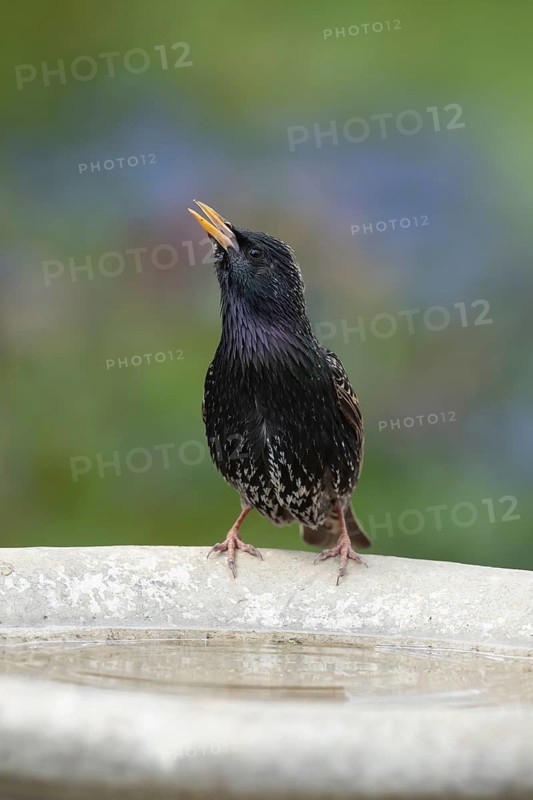 Common or European starling (Sturnus vulgaris) adult bird drinking at a garden bird bath, England, United Kingdom