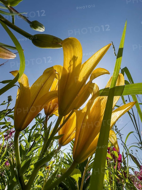 Yellow lily (Lilium cultorum) in front of a blue sky, photographed from a frog's perspective