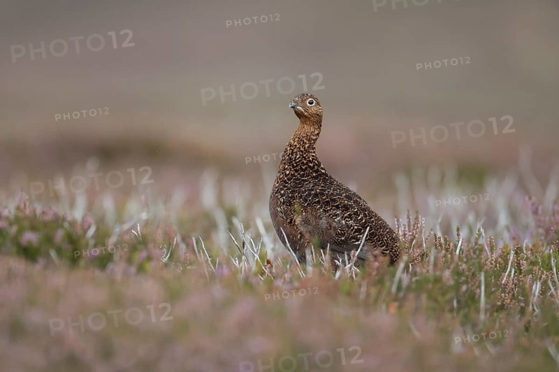 Red grouse (Lagopus lagopus scotica) adult female game bird on flowering purple heather plants in summer, Yorkshire, England, United Kingdom