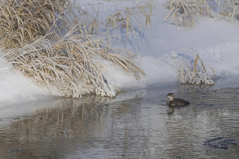Little Grebe (Tachybaptus ruficollis) juvenile, Saxony, Germany