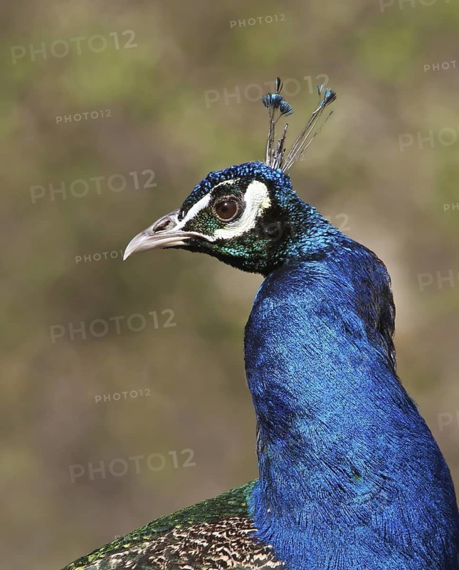 Indian Peafowl (Pavo cristatus), Saskatchewan, Canada