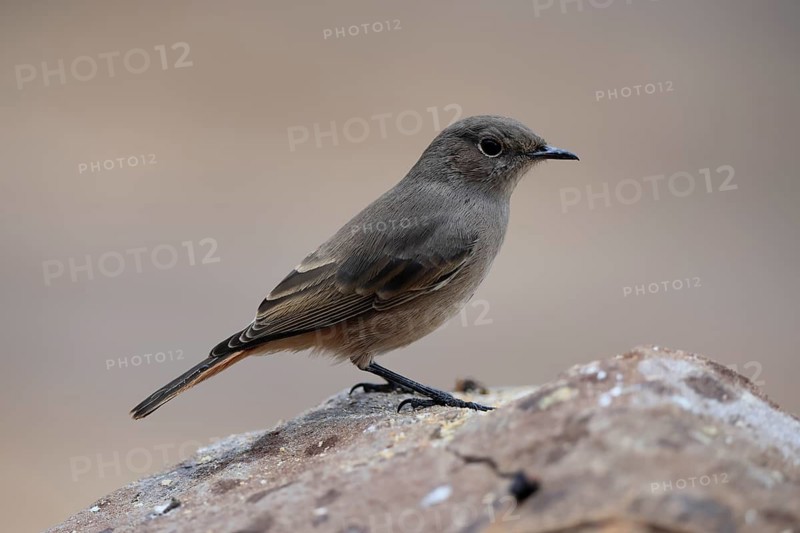 Rusty-tailed Wheatear, (Oenanthe familiaris), adult, alert, Mountain Zebra National Park, South Africa