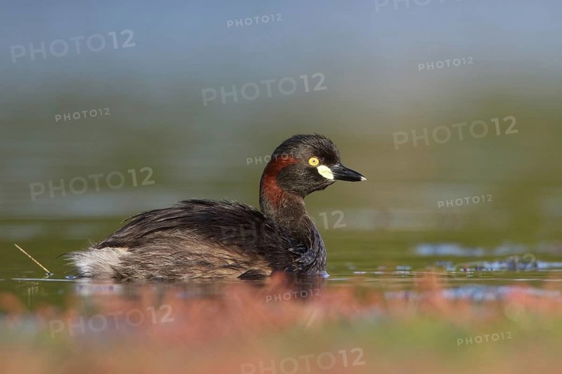 Australasian Grebe (Tachybaptus novaehollandiae), Victoria, Australia