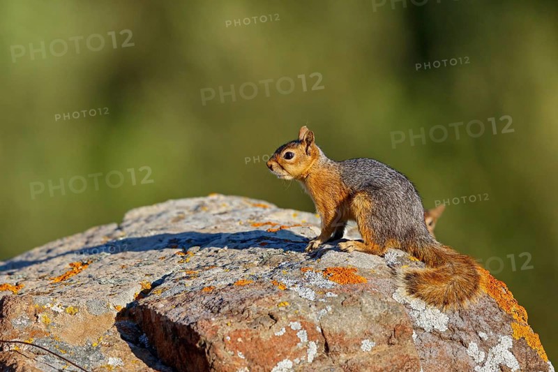 Caucasian squirrel, (Sciurus anomalus), animal, animals, mammal, mammals, biotope, habitat, foraging, rodent, rodents, genus. of squirrels, Lesbos, Greece