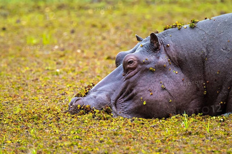 Hippopotamus (Hippopatamus amphibius) hiding in the swamp, Xakanaxa, Okavango Delta, Moremi Game Reserve, Botswana