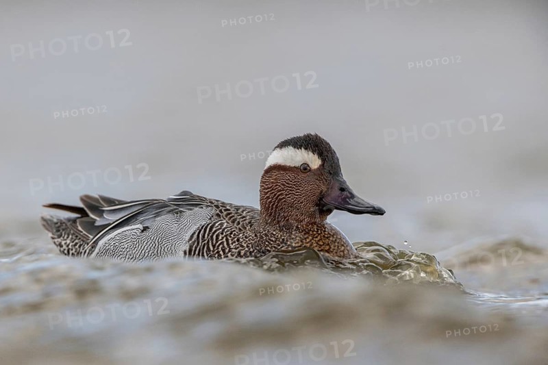 Garganey (Spatula querquedula) male, Schleswig-Holstein, Germany