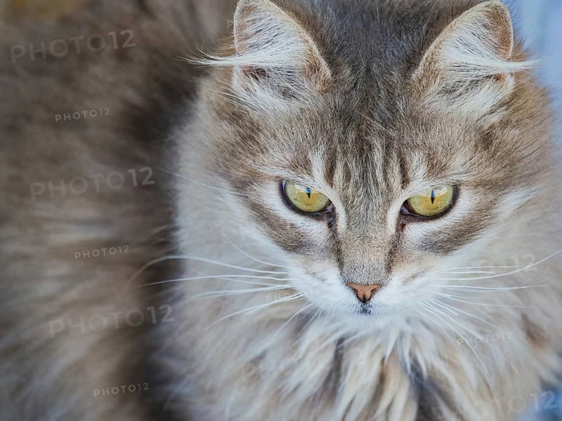 A detailed close-up of a fluffy, grey cat showcases its mesmerizing yellow eyes and soft fur. This image emphasizes the natural beauty of feline elegance and allure