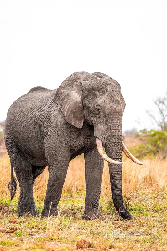 African elephant (Loxodonta africana), adult, in dry grass, Kruger National Park, South Africa