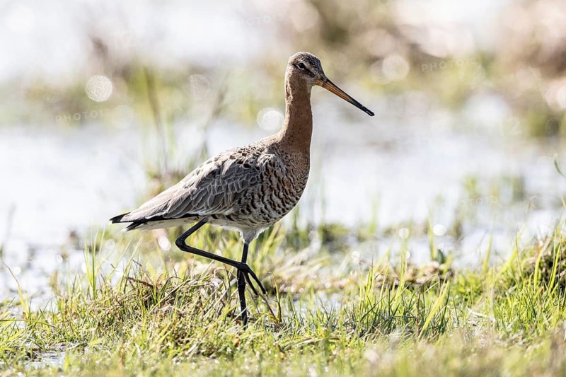 Black-tailed godwit (Limosa limosa), Lower Saxony, Germany