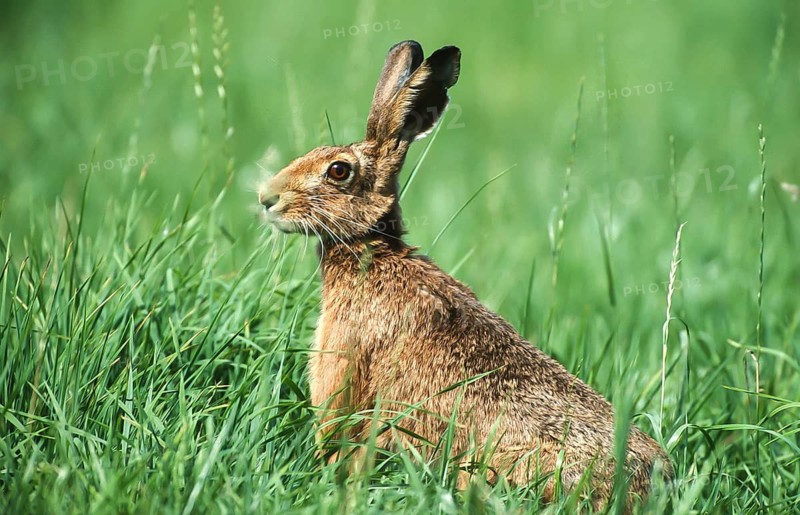 European brown hare (Lepus europaeus) sitting securely in the grass of a meadow, North Rhine-Westphalia, Germany