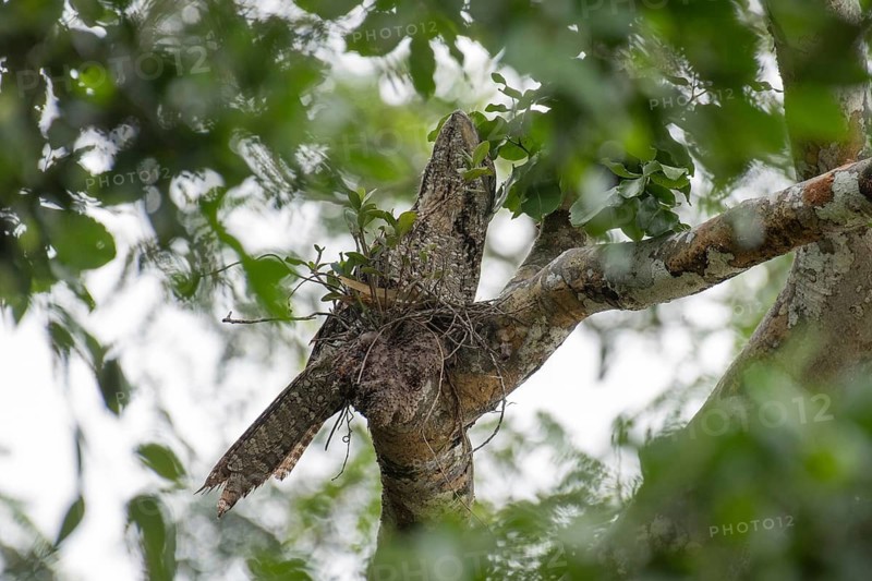 Papuan Frogmouth (Podargus papuensis) perched on a branch, West Papua, Indonesia