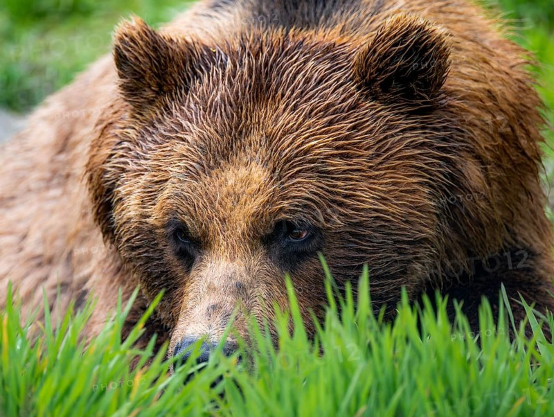 Brown bear (Ursus arctos), animal portrait, Alaska, USA