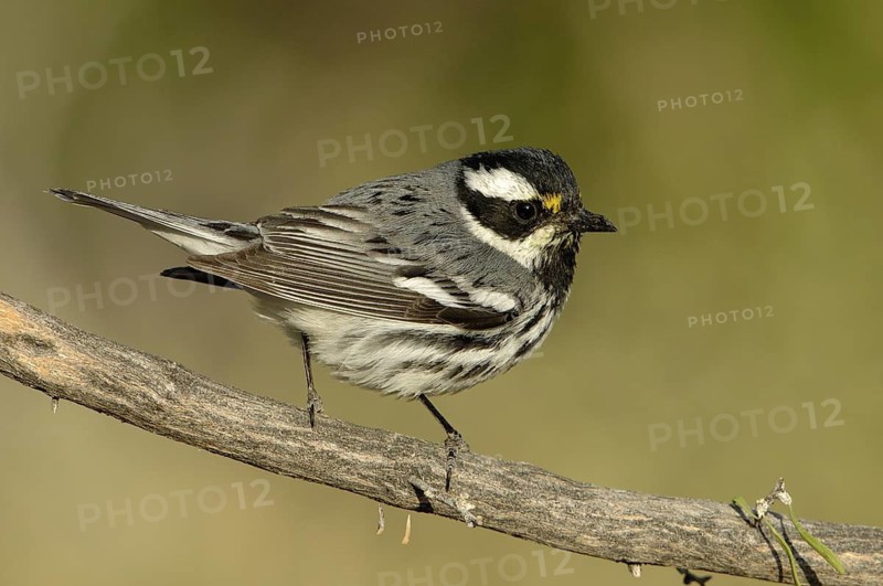 Black-throated Grey Warbler (Setophaga nigrescens), California, USA