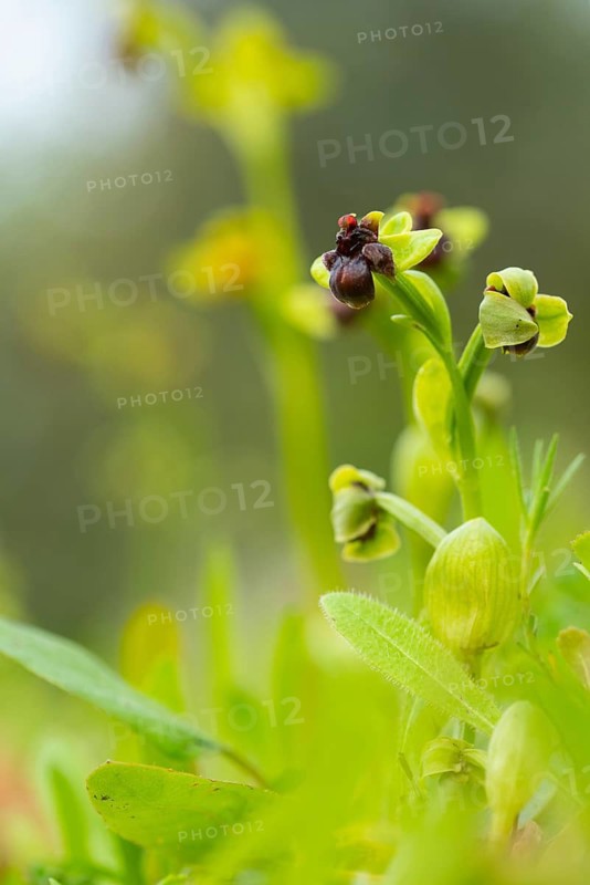 A delicate Andalusian orchid blooms amidst lush greenery, showcasing intricate details and vibrant colors, captured in a soft-focus background