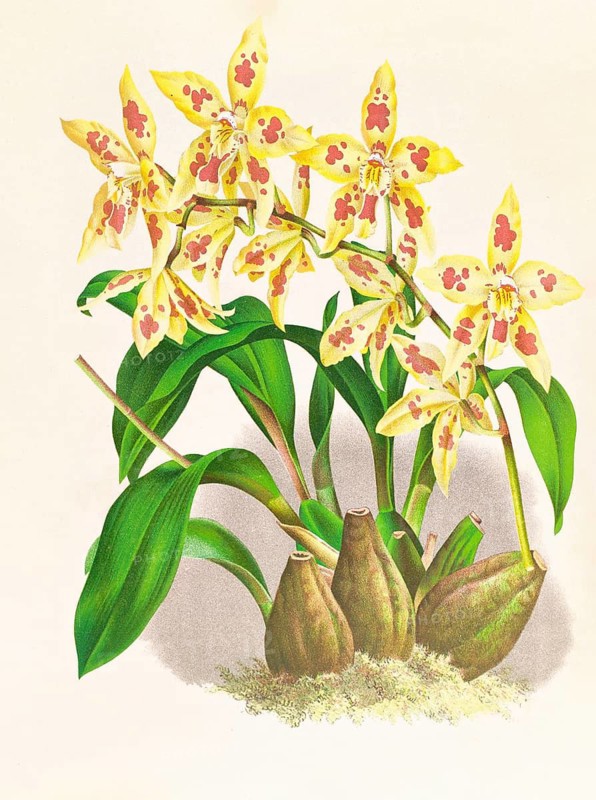 Orchid, Odontoglossum coradinei var grandiflorum, authentic reproduction of an illustration by Jean Jules Linden (1817 - 1898), Luxembourgish-Belgian botanist, one of the fathers of orchid research, Historical