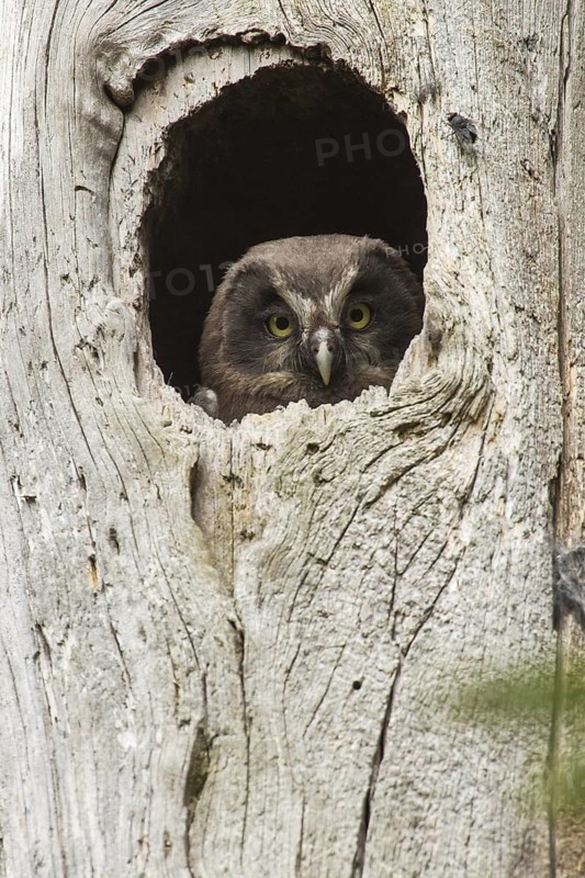 Boreal Owl (Aegolius funereus) juvenile, Bavaria, Germany