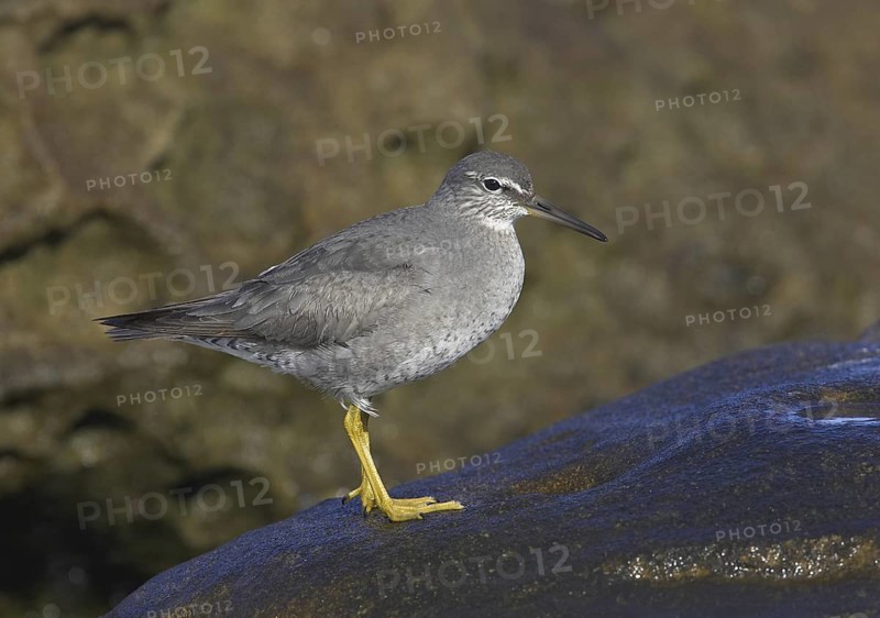 Wandering Tattler (Tringa incana), California, USA