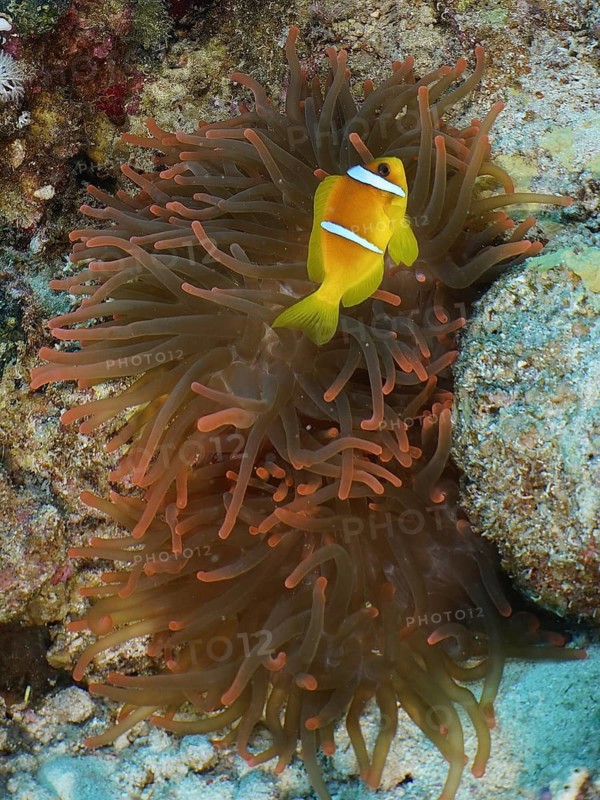 Fluorescent bubble anemone (Entacmaea quadricolor)