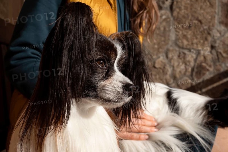 An owner enjoys a sunny day on the bench with two purebred Papillon dogs. The dogs' long ears and silky fur are highlighted by the warm light, showcasing their elegance