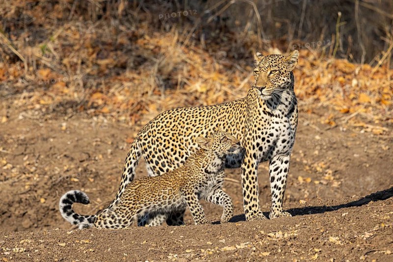 Leopard (Panthera pardus) female with 4 month old cub Zambia