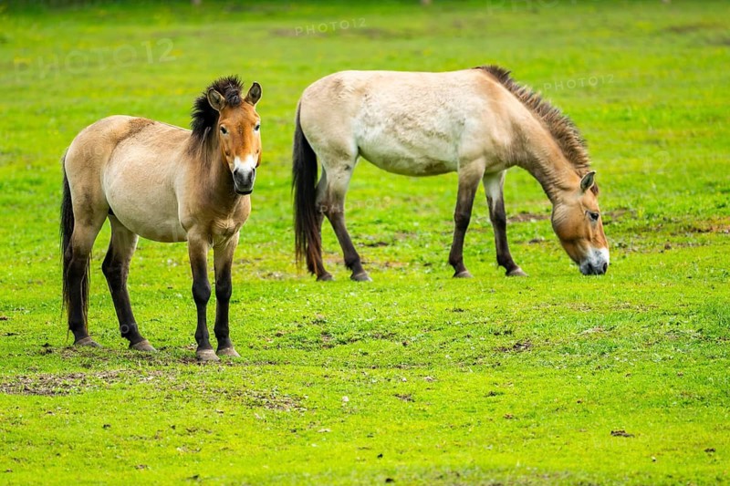 Przewalski's horse (Equus ferus przewalskii) standing on a meadow, Austria, Germany
