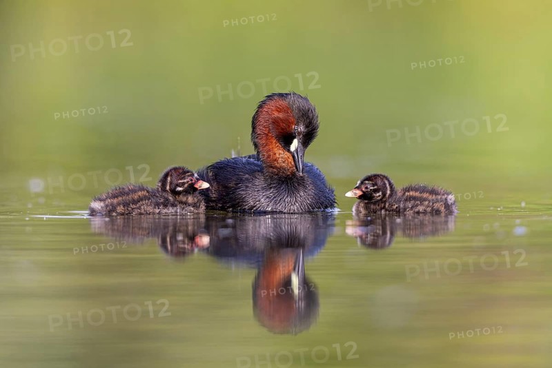 Little Grebe (Tachybaptus ruficollis) adult with chicks, North Rhine-Westphalia, Germany