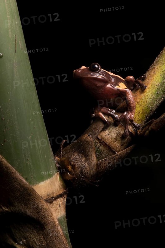 A very rare Chocolate frog in Ecuador. This species spends its entire leaf inside and around native bamboo stems