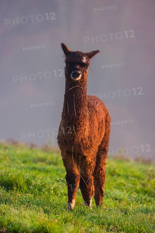 A young brown Alpaca (Vicugna pacos) stands on a green meadow