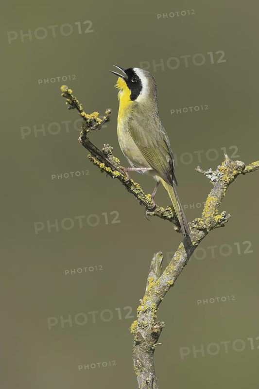 Common Yellowthroat (Geothlypis trichas), British Columbia, Canada