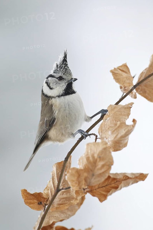 European Crested Tit (Lophophanes cristatus), Rhineland-Palatinate, Germany