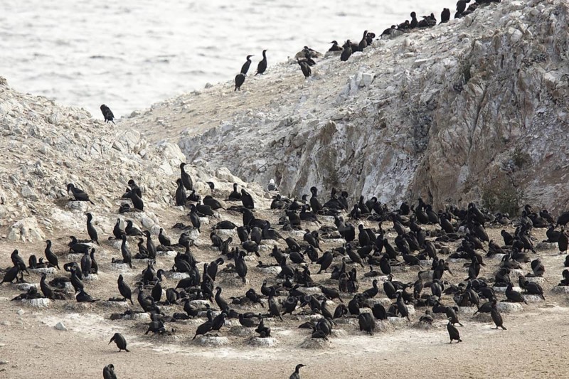 Brandt's Cormorant Phalacrocorax penicillatus Point Lobos State Reserve, California, United States 25 June Adults on nests. Phalacrocoracidae