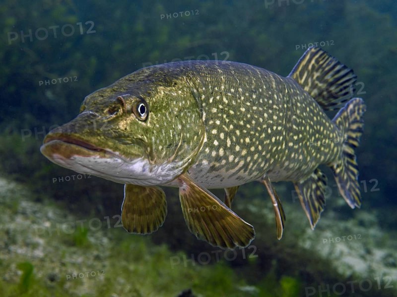 Close-up of a pike (Esox lucius) in clear water, surrounded by plants. Dive site car park Post, Überlingen, Lake Constance, Germany