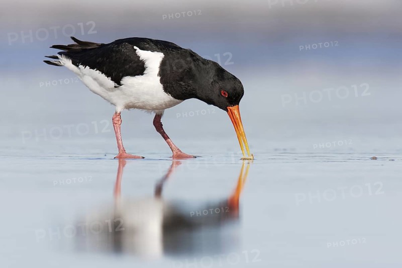 Eurasian Oystercatcher (Haematopus ostralegus), Schleswig-Holstein, Germany