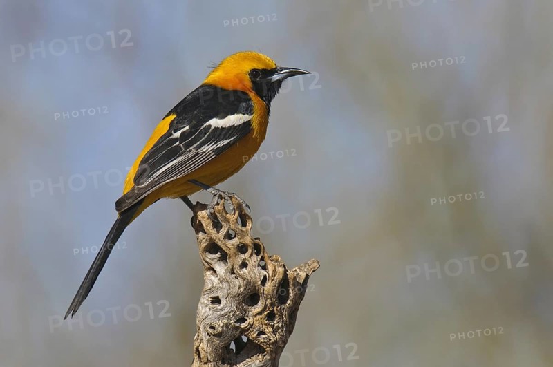 Hooded Oriole (Icterus cucullatus) male, Arizona, USA