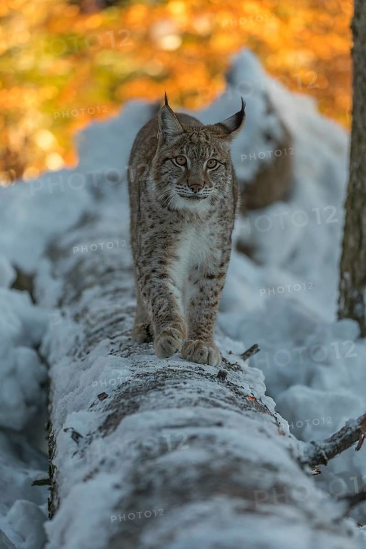 One young male Eurasian lynx, (Lynx lynx), balancing over a snow covered fallen tree in a forest in early morning light