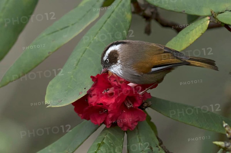 White-browed Fulvetta (Fulvetta vinipectus) feeding on Rhododendron nectar, West Bengal, India
