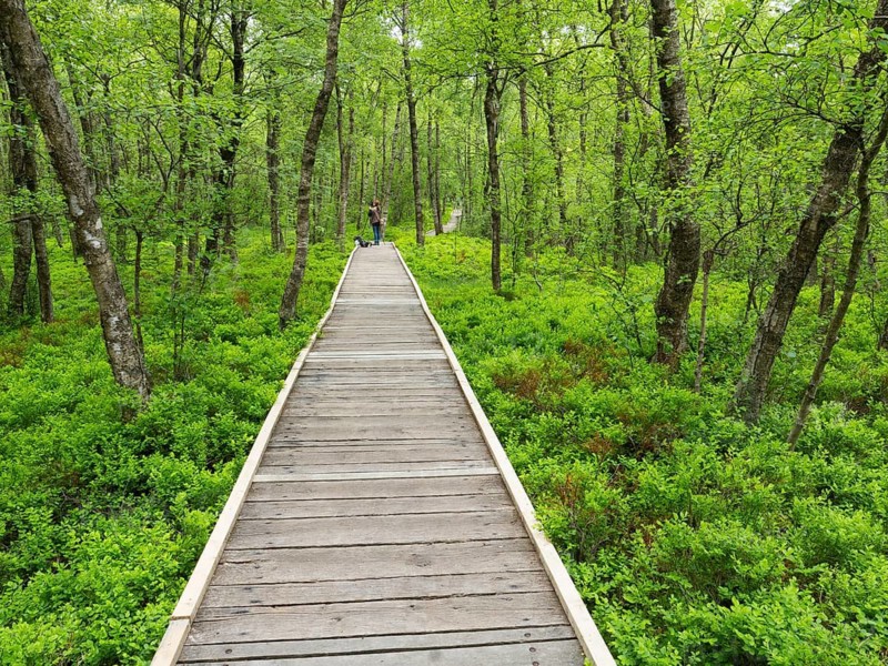 Carpathian birch forest (Betula pubescens), Rotes Moor, and boardwalk, in the Rhön Biosphere Reserve, Hesse, Germany