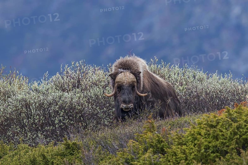 Moschusochse (Ovibos moschatus) muskox