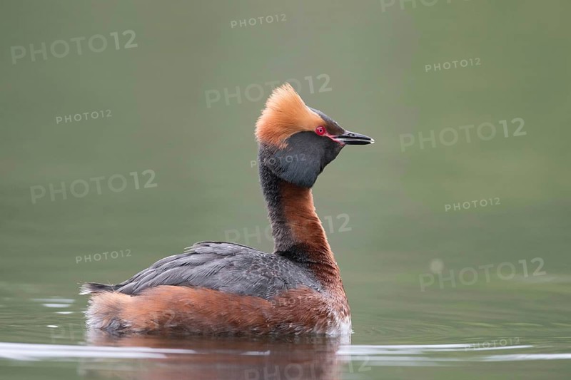 Ohrentaucher (Podiceps auritus) Slavonian Grebe